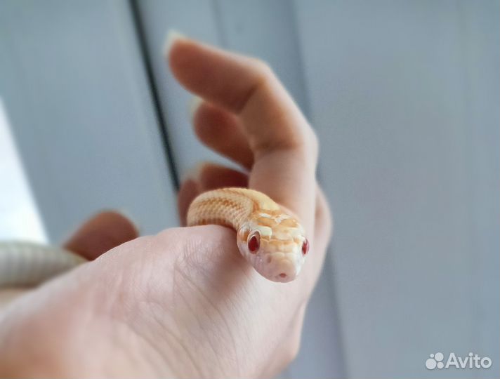 Маисовый полоз, змея, самка