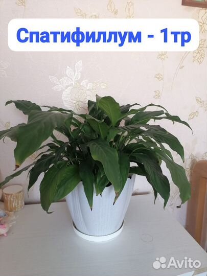 Комнатные цветы