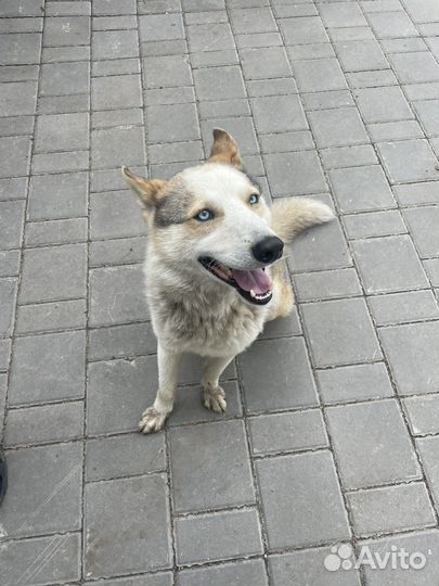 Собака в добрые руки