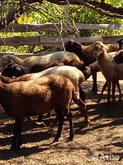Овцы бараны
