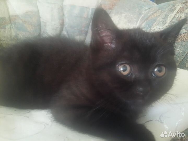 Британские котята короткошерстные