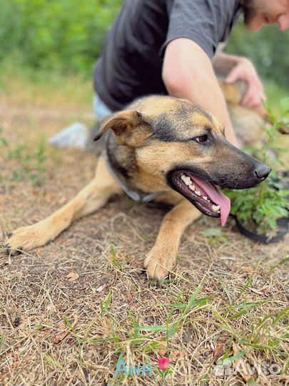 Лучшая Собака ищет дом