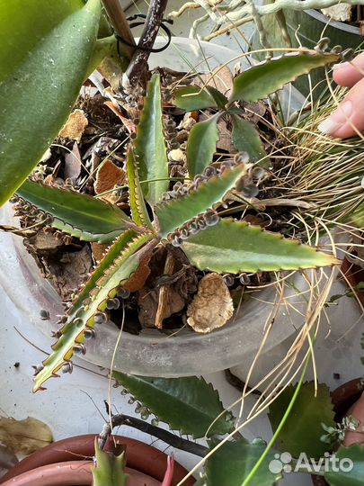 Каланхое дегремона