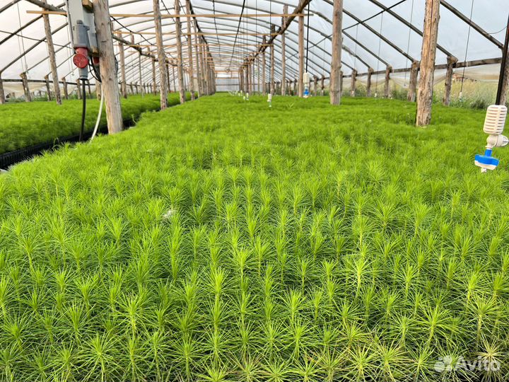 Зкс и окс Сосна Ель Лиственница сеянцы Голуб горн