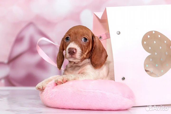 Кроличья/миниатюрная такса окрас пайболд