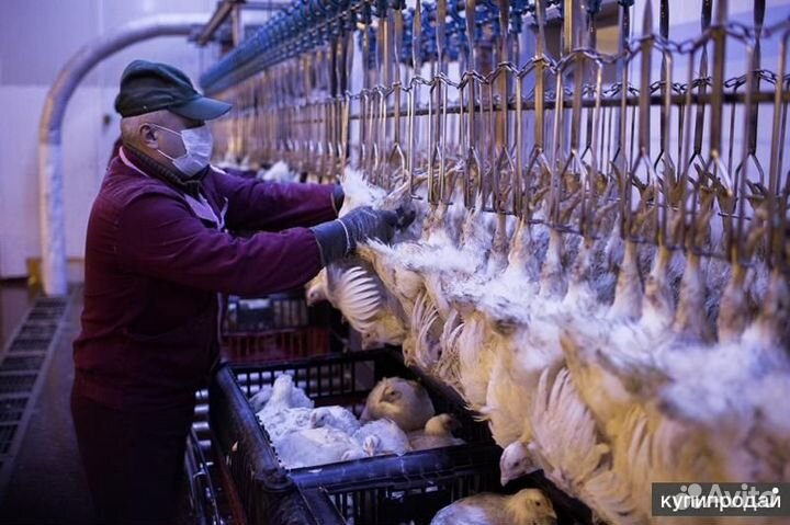 Обработчик птицы