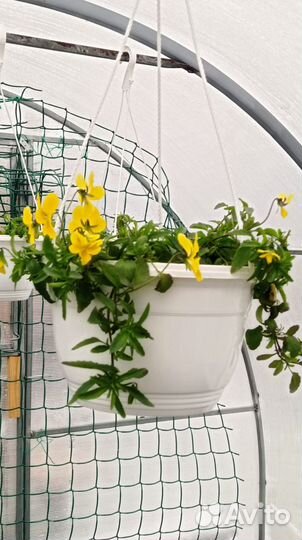 Петуния, виола ампельные