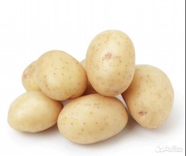 Молодое растение картофель