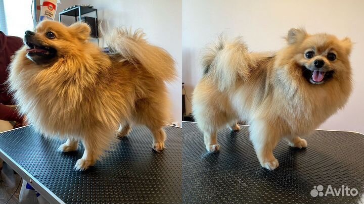 Грумер пос.им. Морозова