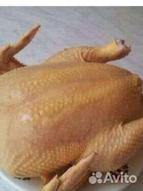 Курочка, индоутка, индейка с бесплатной доставкой