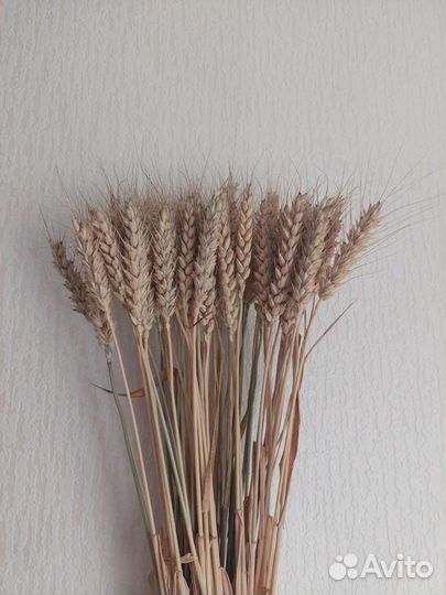 Сухоцветы пшеница