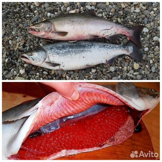 Рыба и морепродукты