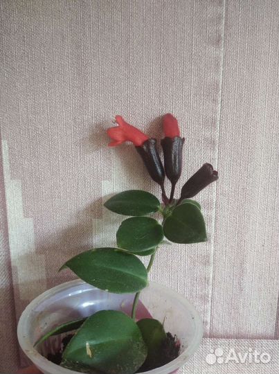 Эсхинантус