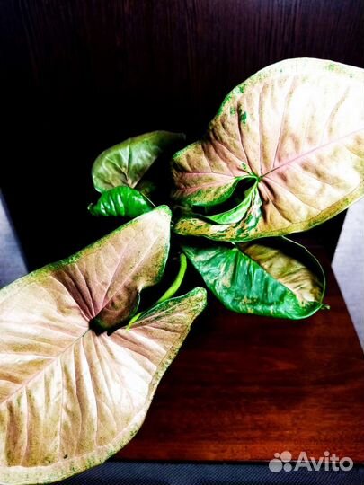 Сингониум филодендрон сциндапсус монстера