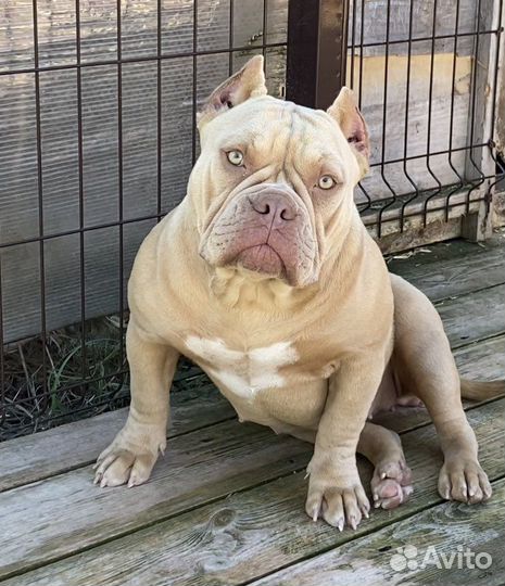 Американский булли - девочка подросток