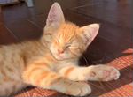 Рыжее солнышко - котенок девочка. Рыжая кошка