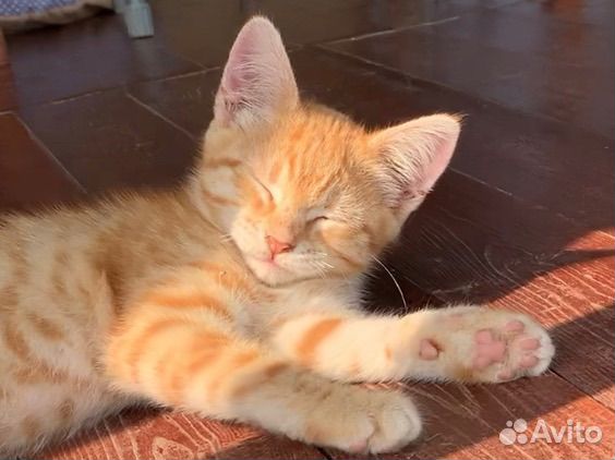 Рыжее солнышко - котенок девочка. Рыжая кошка объявление продам