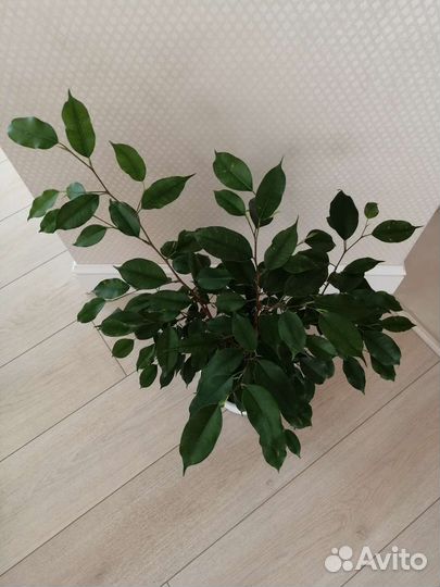 Фикус бенджамина Даниэль