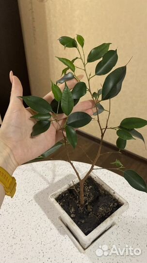 Комнатные растения цветы