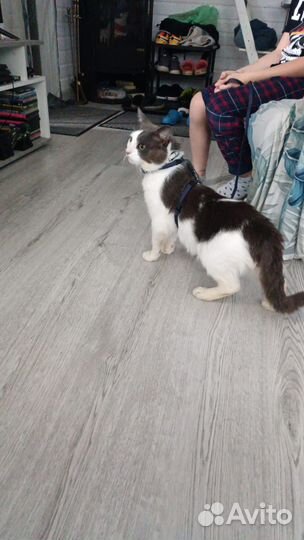 Котик Томас ищет дом