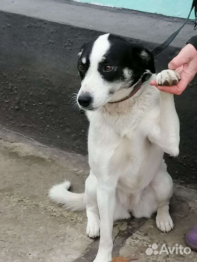 Собака в добрые руки отдам бесплатно