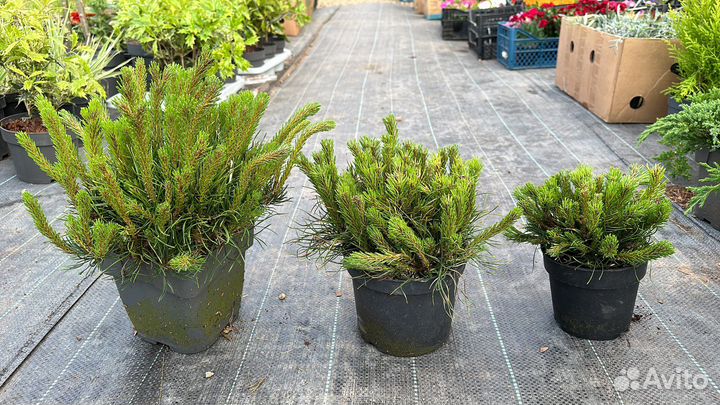 Сосна горная Пумилио