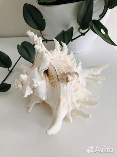 Ракушка морская большая, звезда морская