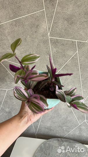 Эписция, традесканция нанук, сансевиерия