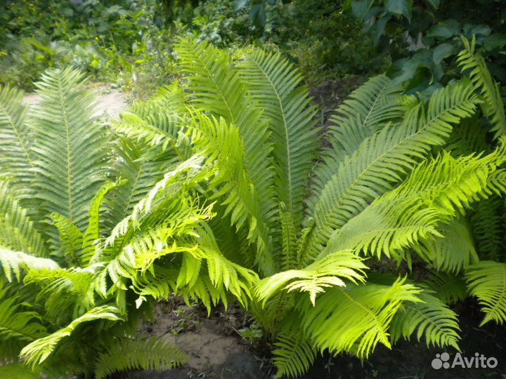 Декоративный папорoтник (садовый)