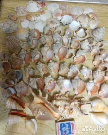 Морские ракушки