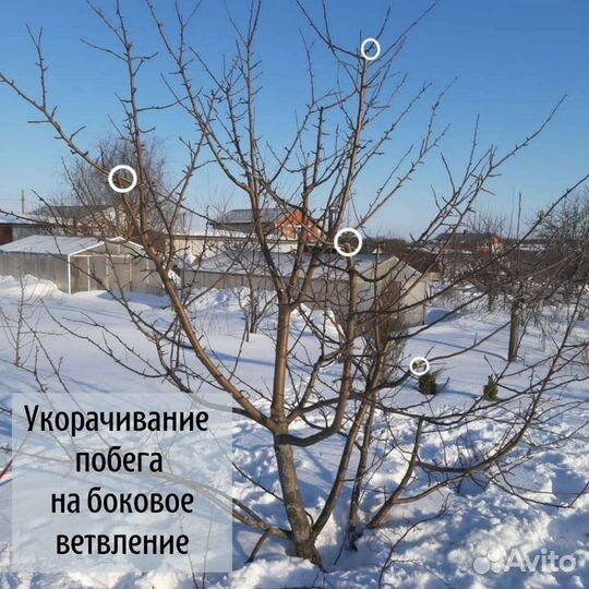 Обрезка плодовых деревьев