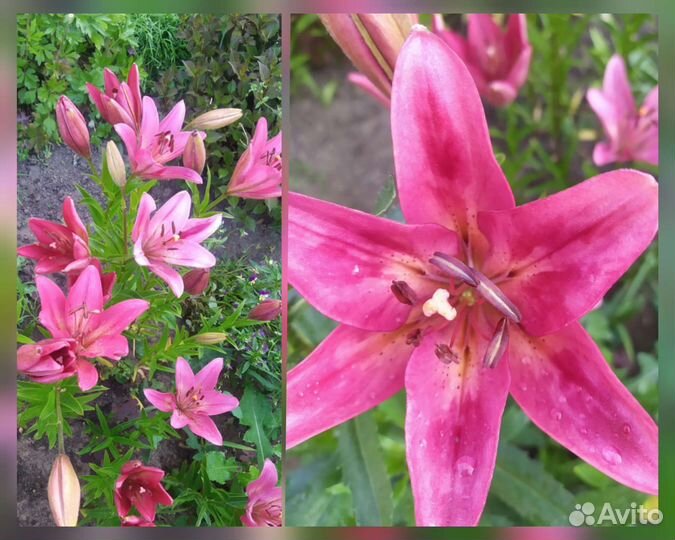 Лилии. Много разных расцветок