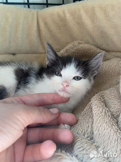 Котенок в добрые руки