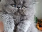 Персидские и экзотические котята объявление продам