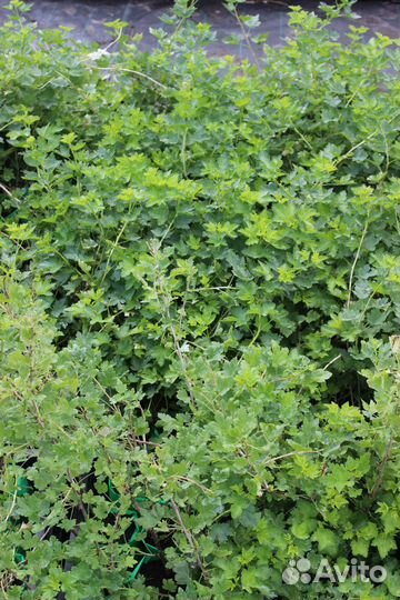 Саженцы оптом Крыжовник сорт Финик