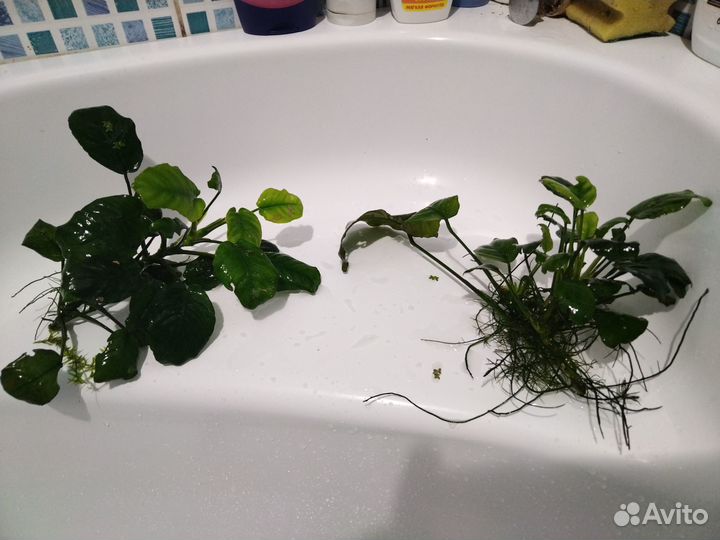 Аквариумные растения, растения в аквариум, улитки