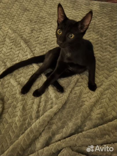 Кошки в добрые руки