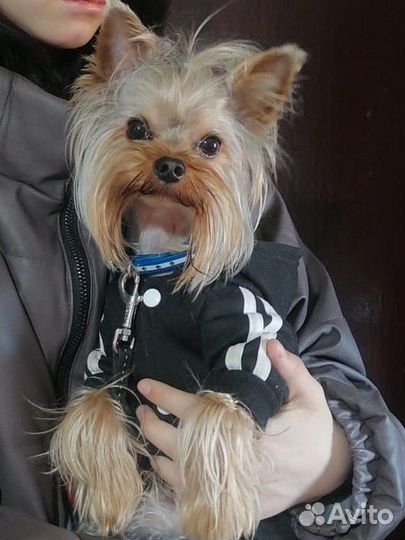 Йоркширский терьер