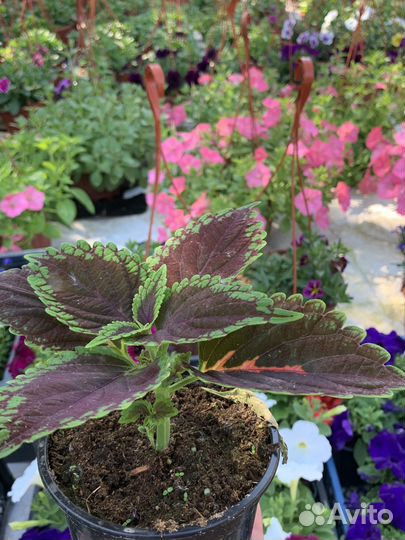 Однолетние цветы оптом