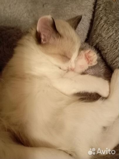 Котятки