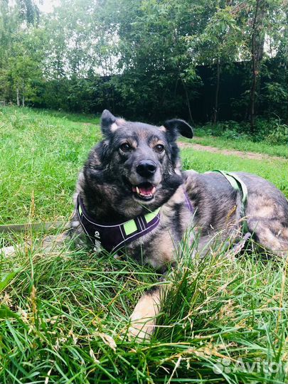 Старенькая собачка из приюта верит в чудо