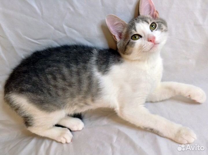 Красивый малыш ищет дом