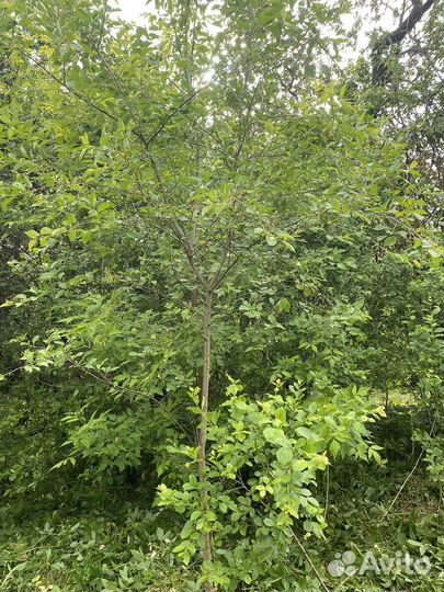 Плодовые деревья вишни, сливы, яблони