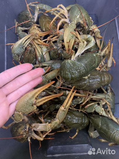 Речные раки