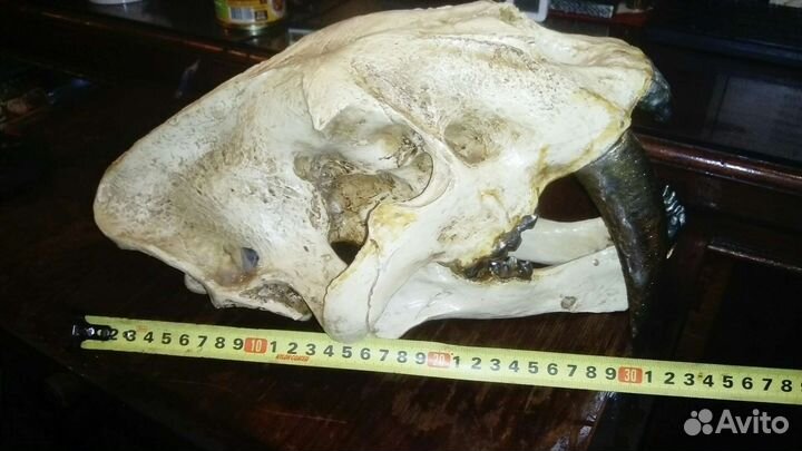 Череп саблезубого тигра из полистоуна