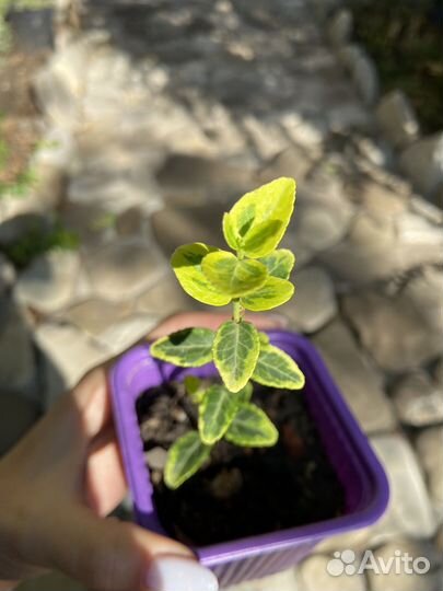 Бересклет за шоколад