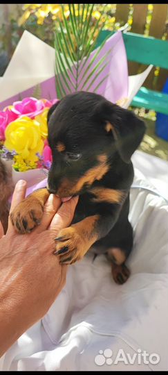 Маленькая порода собак