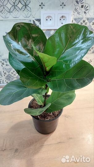Фикус Лирата бамбино