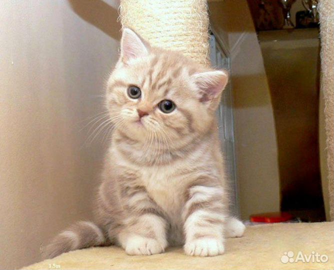 Котята Шотландские скоттиш страйт