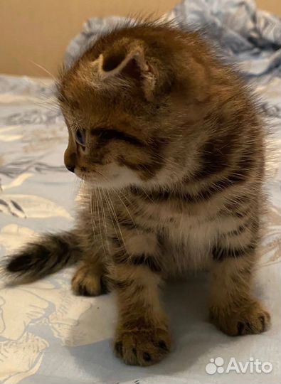 Кошки вислоухие бесплатно